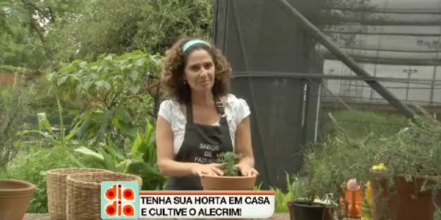 Saiba como cultivar alecrim em casa