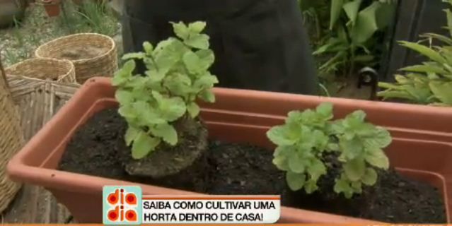 Saiba como cultivar uma horta dentro de casa