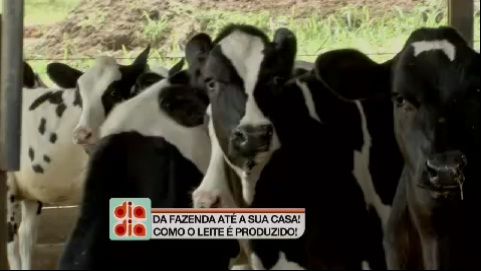 Entenda como o leite é produzido