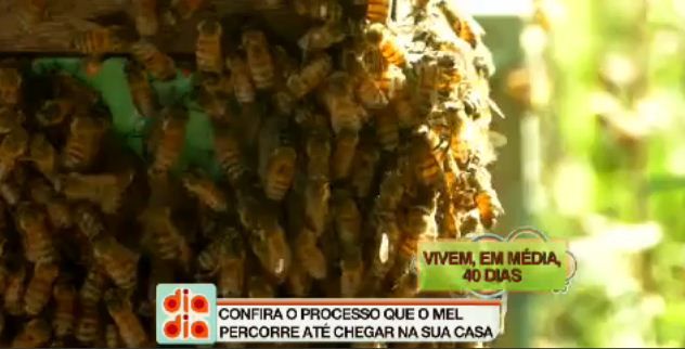 Confira o processo que o mel percorre até chegar na sua casa