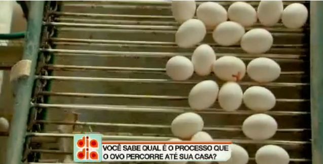 Conheça a produção de ovos na maior granja da América Latina