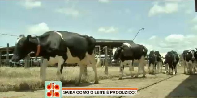 Saiba como o leite é produzido