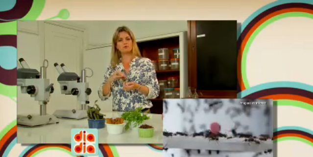 Aprenda como livrar a sua cozinha das formigas