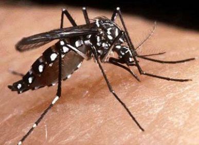 Cinco Estados apresentaram aumento no casos de dengue: Acre, Mato  Grosso do Sul, Mato Grosso, Goiás e Rondônia