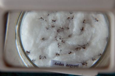 Larvas do mosquito Aedes aegypti / Foto: Agência Brasil