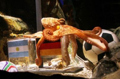 Polvo chamado  Paul acertou todos os resultados da seleção alemã na Copa do Mundo