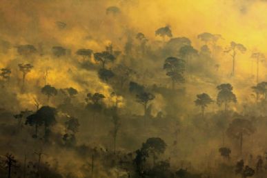   Os estados que lideraram o desmatamento foram Pará, Amazonas e Mato Grosso Alberto César Araújo/AE