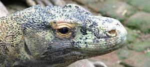 Jeff Corwin
