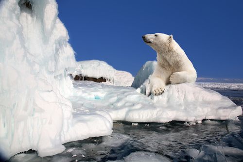Eles estão protegidos? / Shutterstock