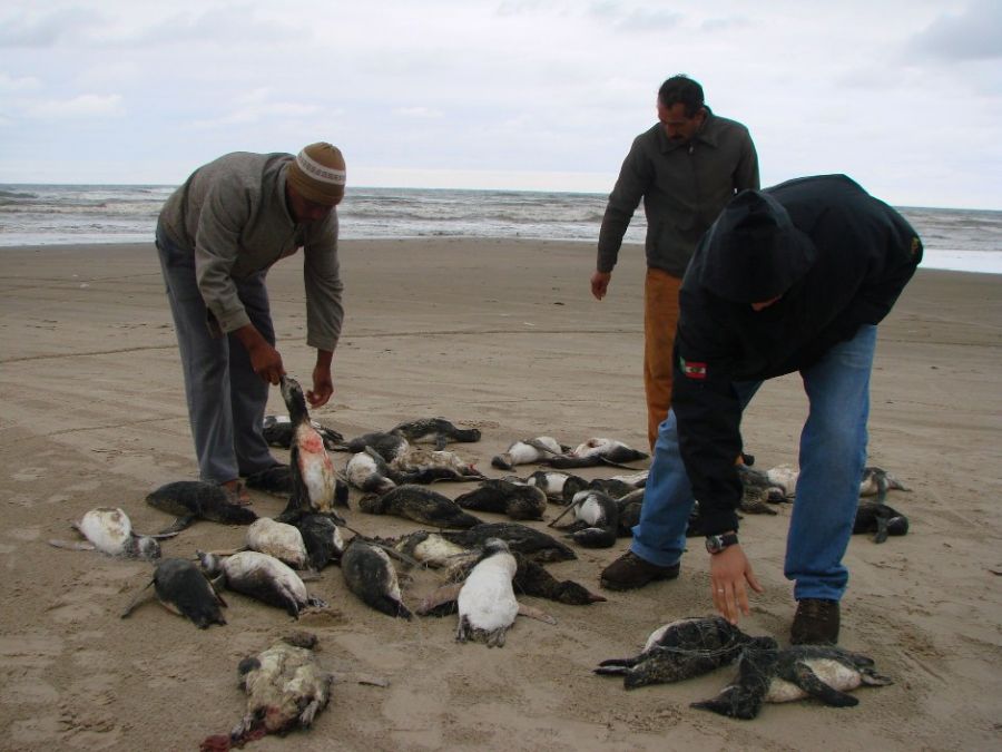 Os pescadores que encontraram os animais garantem que eles se enroscaram em redes de pesca / Ag. RBS/Folhapress