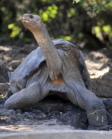 Com a morte de Jorge se extingue a espécie da ilha Pinta / AFP PHOTO/Rodrigo BUENDIA