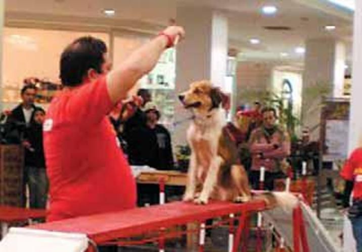 Esporte como o agility será oferecido para os cachorros / Jaqueline Chemale / Divulgação
