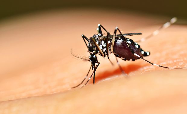 A dengue é transmitida pela picada do mosquito Aedes aegypti  / Shutterstock/ Arquivo