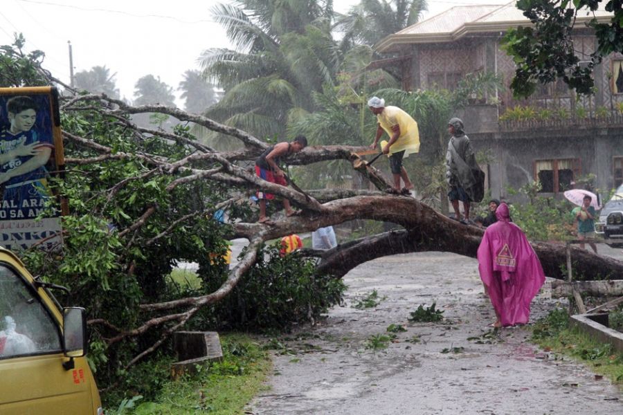 Trabalhadores retiraram uma árvore que caiu, após o tufão Bopha / AFP Photo