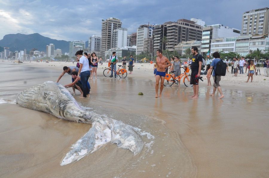 Baleia é observada por curiosos na Praia de Ipanema / João Pedro Durão/Fotoarena/Folhapress