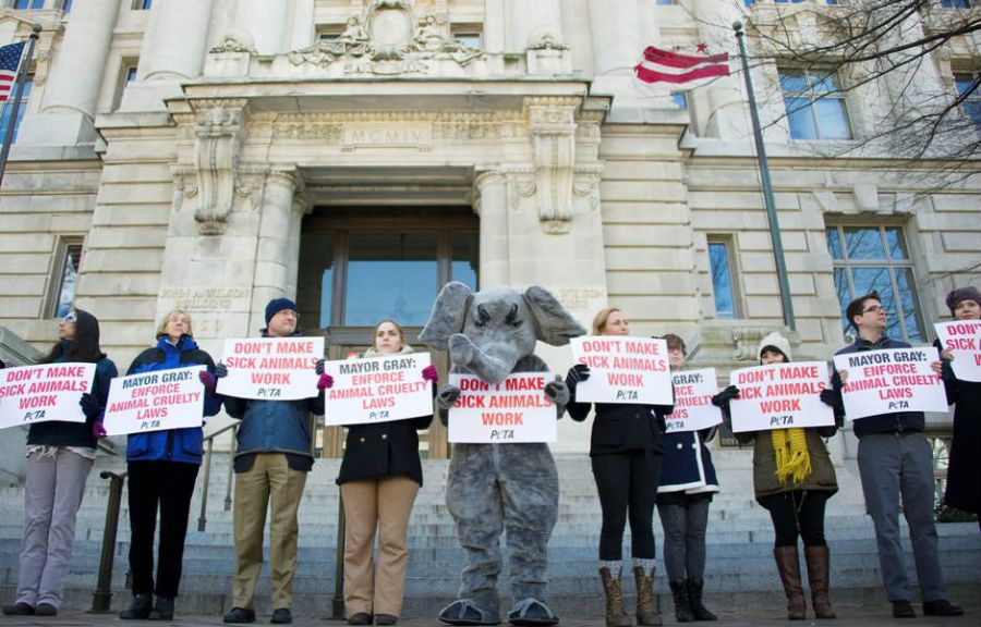 Ativistas Do Peta Fazem Protesto Nos Eua Not Cias Not Cias Band