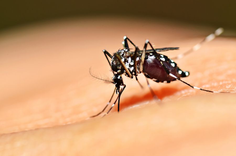 Cientistas parecem ter descoberto o que causa desequilíbrio entre presas dos insetos Arquivo/Shutterstock