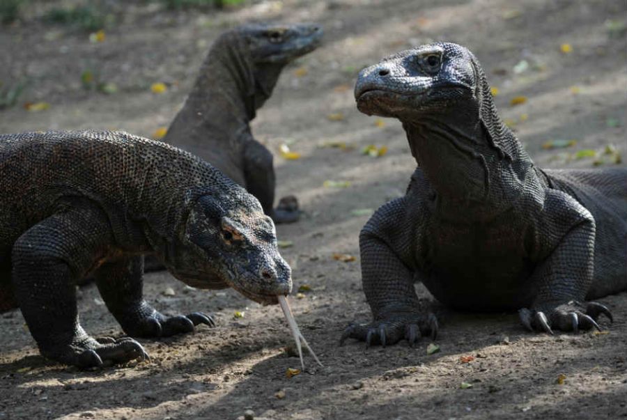 O dragão de Komodo é o maior lagarto carnívoro do mundo / AFP PHOTO / FILES / ROMEO GACAD