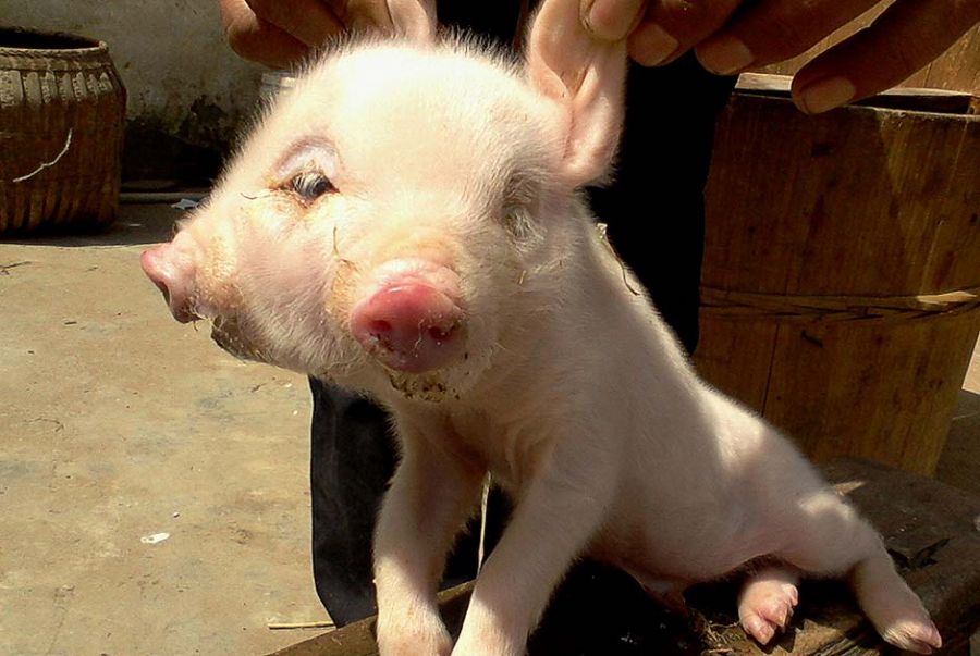 Porco nasceu na aldeia de Jiujiang, leste da China / AFP