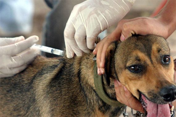 Feira vacina e põe chip em animais