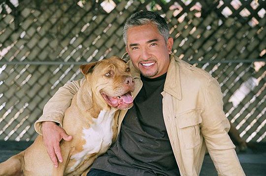 Cesar Millan na madrugada da Band