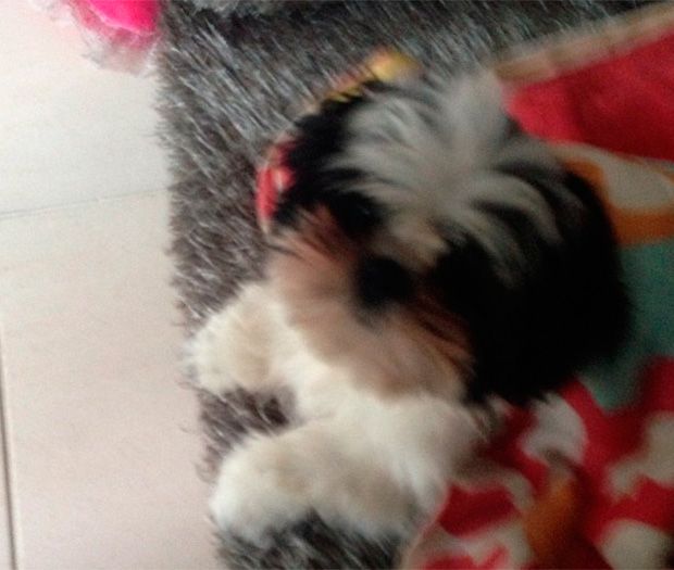 Anitta divulga foto do cachorro de estimação / Divulgação/Instagram