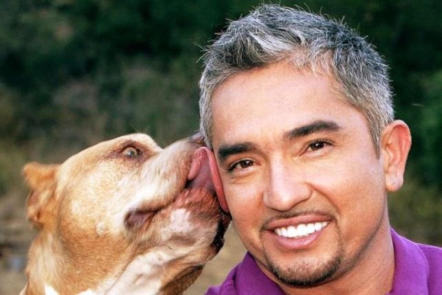 O melhor amigo dos cães