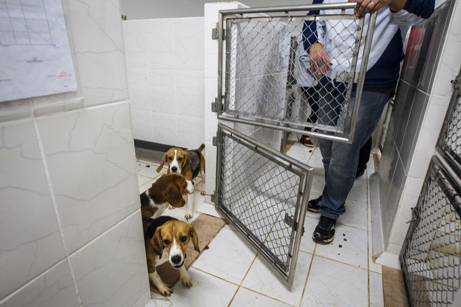 Resgate de beagles motivou discussão sobre testes em animais / Avener Prado/Folhapress