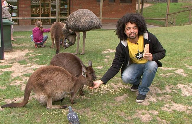 Antonio entra em contato com cangurus, os principais mascotes da Austrália / 