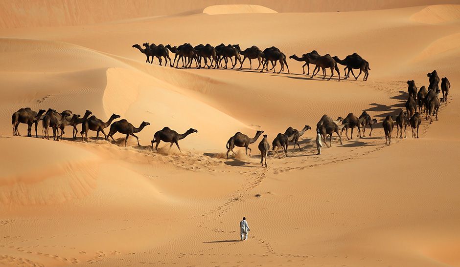 Camelos são símbolo de poder no Oriente Médio / Karim Sahib/AFP