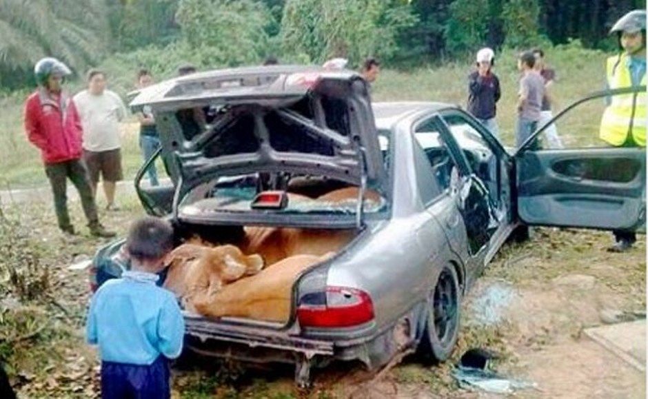 Vacas foram encontradas em carro abandonado por ladrões / Reprodução/Facebook