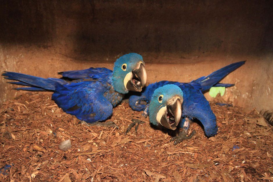 Araras azuis procriam fora de seu habitat natural / L. Adolfo/Futura Press/Folhapress