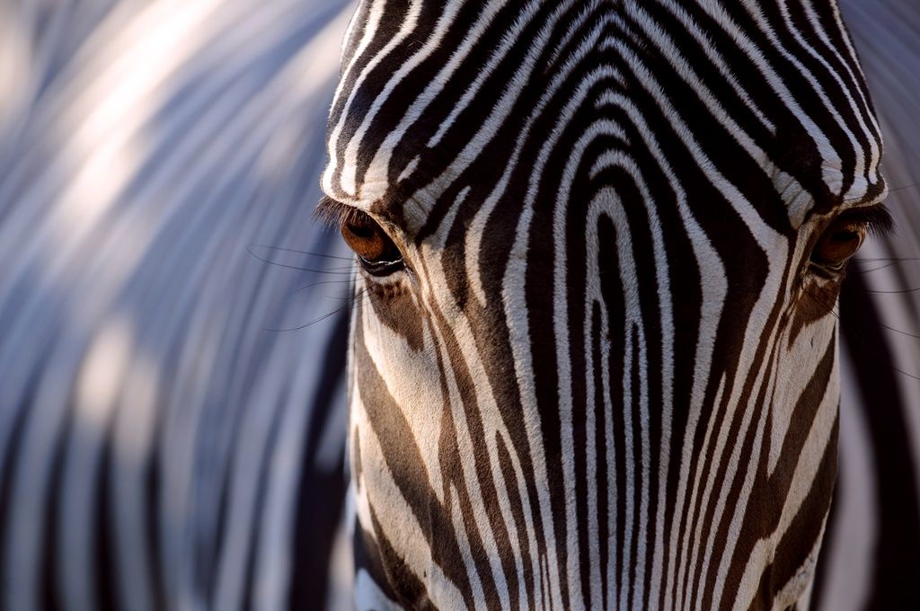 Estudo Aponta Motivo Para Listras Das Zebras - Notícias - Notícias ...