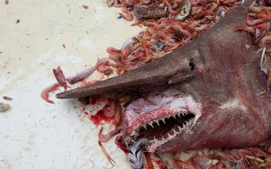 Pescador se surpreendeu quando tubarão apareceu entre os camarões / Divulgação/NOAA
