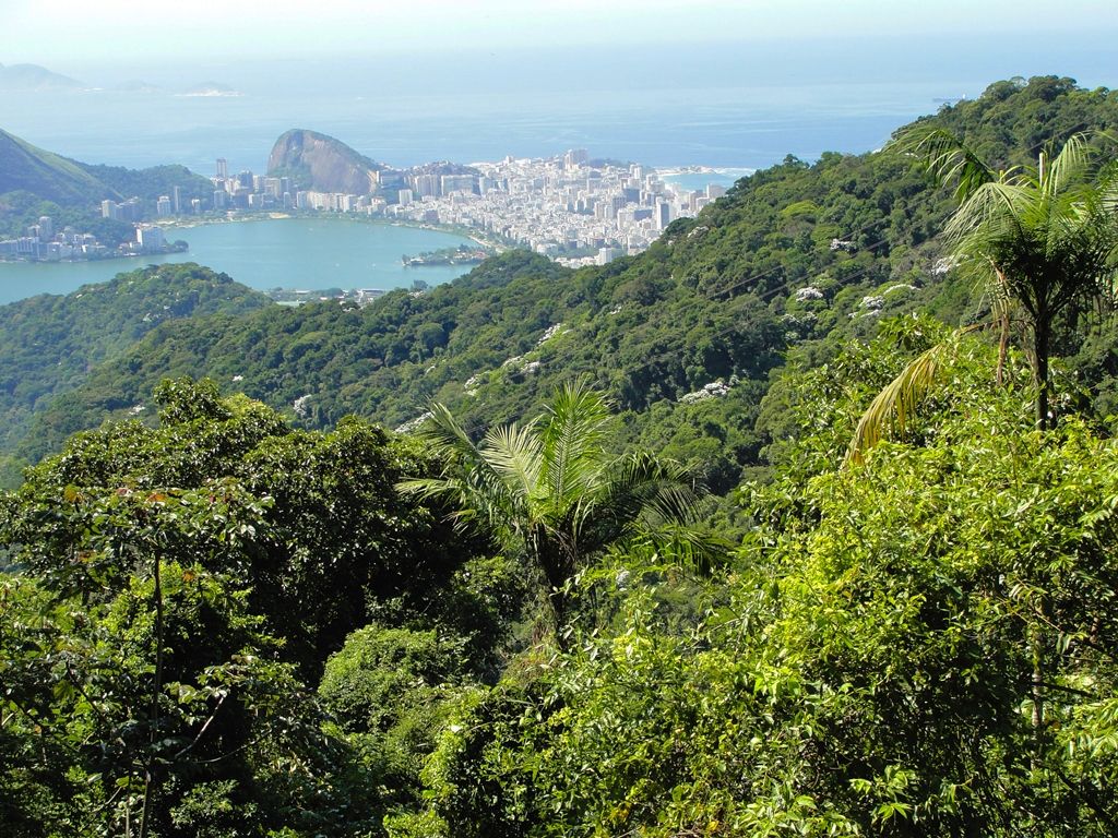 Ao todo, 17 Estados são abrangidos oficialmente pela Mata Atlântica no Brasil / Shutterstock/Vitoriano Junior