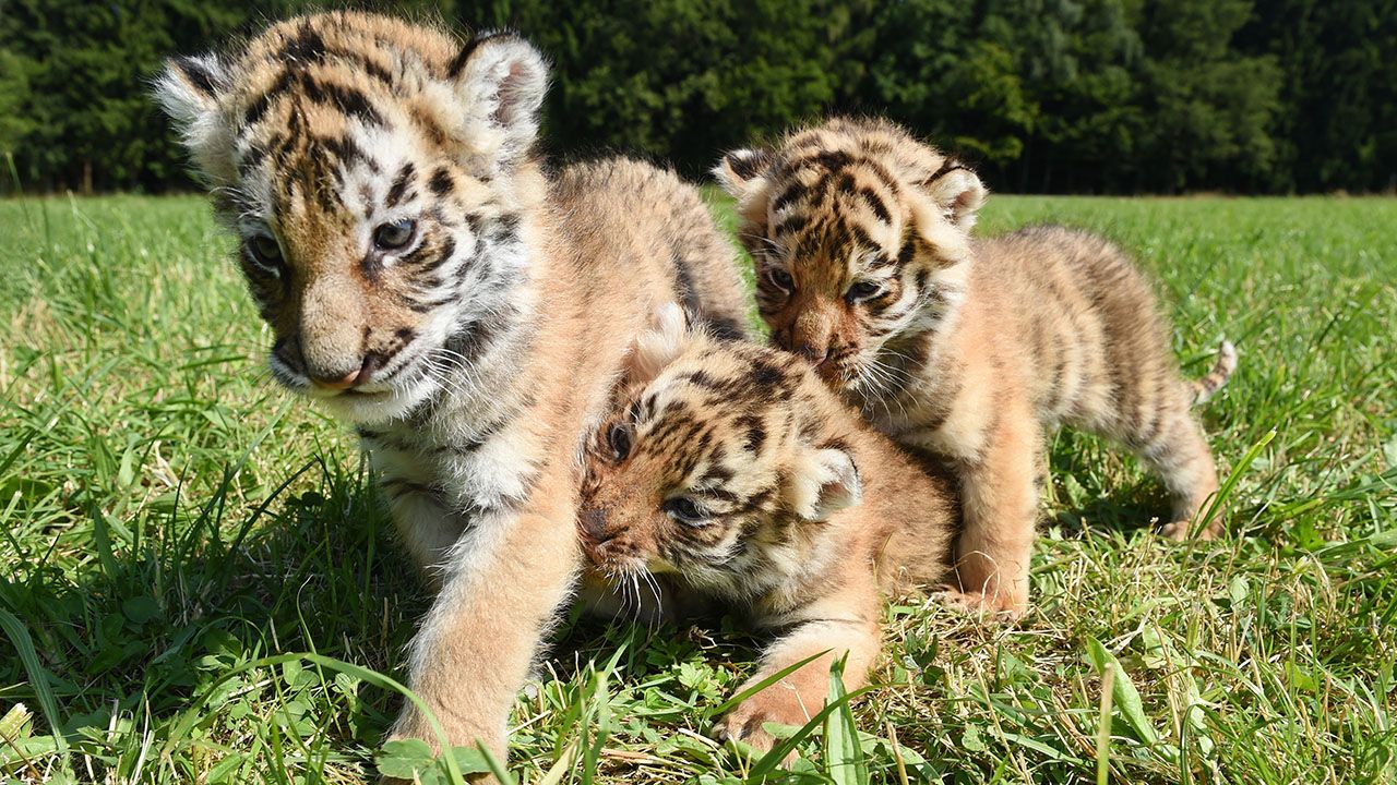 Filhotes de tigre ameaçado de extinção nascem em zoo de Moscou