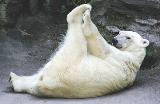 Urso polar morre de tristeza