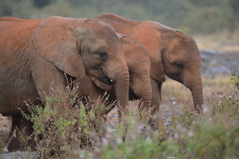 Filhotes de elefantes no Qunia / Simon Maine/AFP