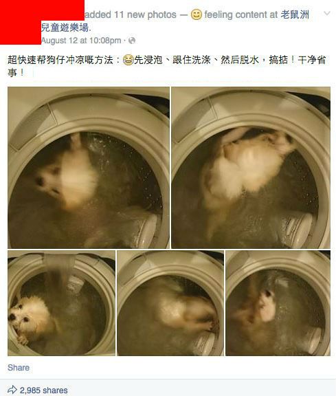 Imagens mostram cão tentando sair da máquina de lavar em funcionamento / Reprodução/Facebook