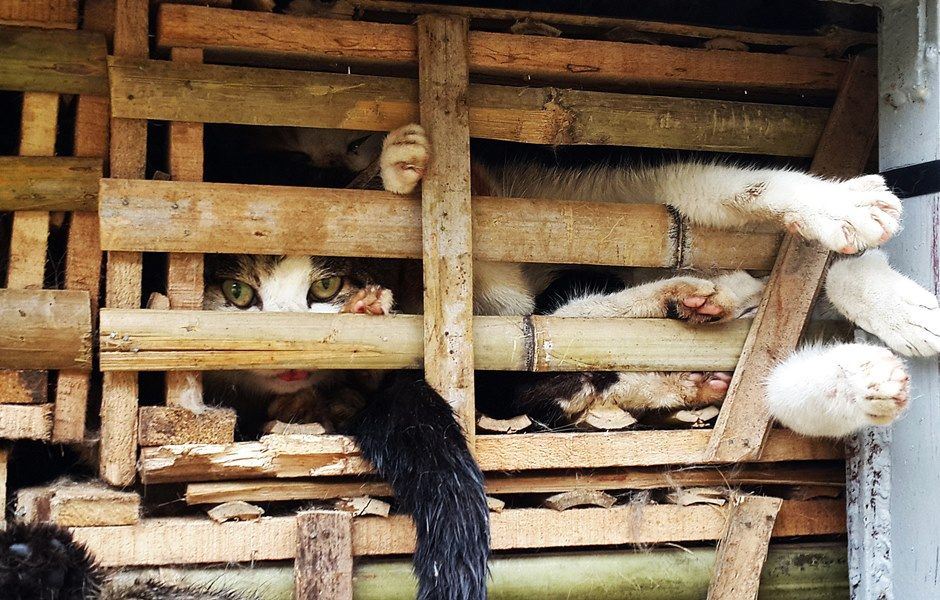 Gatos seriam consumidos no Vietn / STR / AFP
