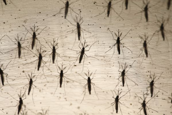Mosquito da dengue tambm transmite Zika Vrus / Moacyr Lopes Junior / Folhapress
