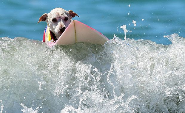 Cães disputam campeonato de surfe na Califórnia