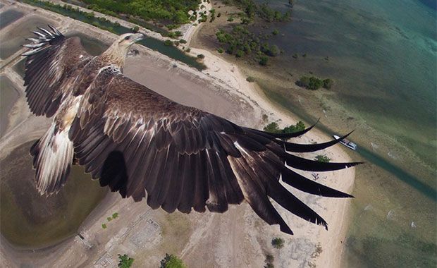 Drone tira foto de águia no céu