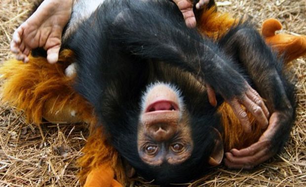  Santuário acolhe chimpanzés vítimas de testes