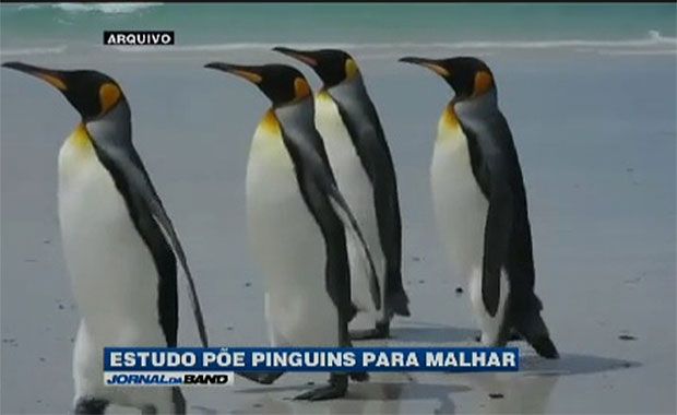 Estudo põe pinguins para malhar na esteira