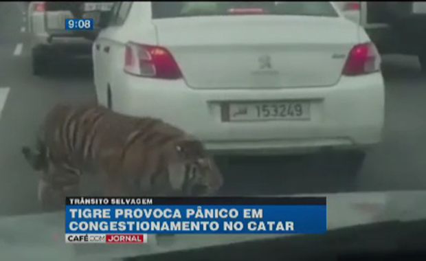 tigre na rua