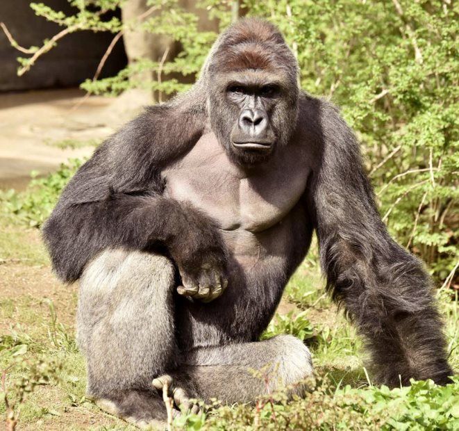 Tranquilizar o gorila com dardo iria demorar e poria em risco a vida do garoto, disse diretor do zoológico / Cincinnati Zoo/Reuters