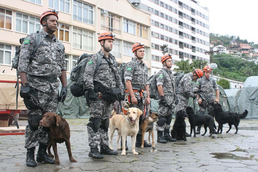 Cães farejadores em ação no Rio de Janeiro