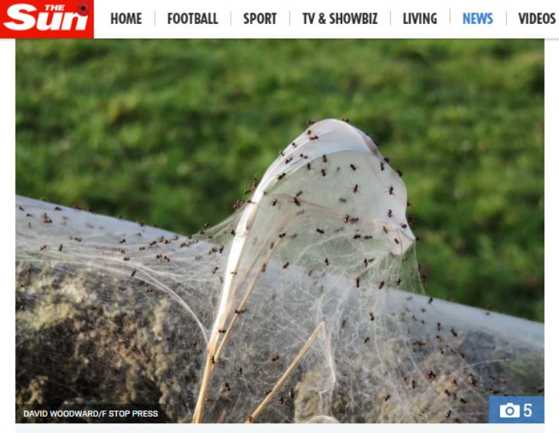 A suspeita é de que as aranhas responsáveis por esse véu de teia sejam da espécie Dictyna arundinacea