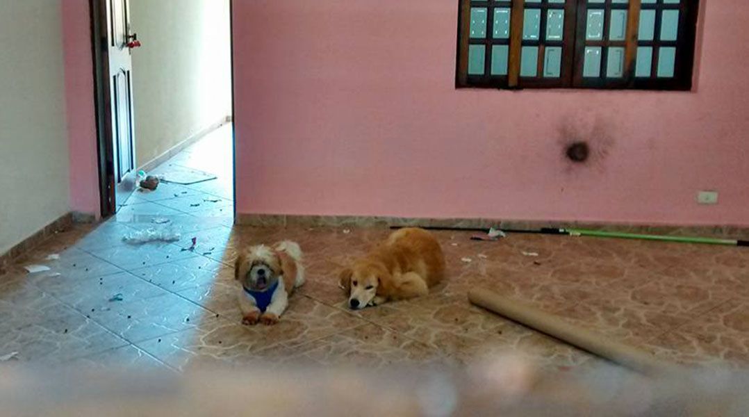 Família se mudou e deixou os animais para trás e sem comida na Vila Liviero, em São Paulo / Reprodução/Facebook